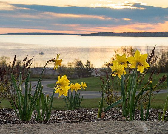 Daffodils on the Eastern Promenade Watching the Sunrise