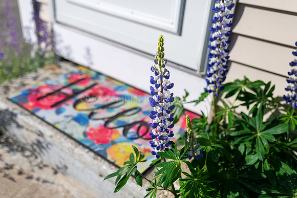 Lupines on Tyng Street