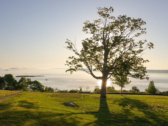 Tree on the Eastern Promenade in the Morning Light