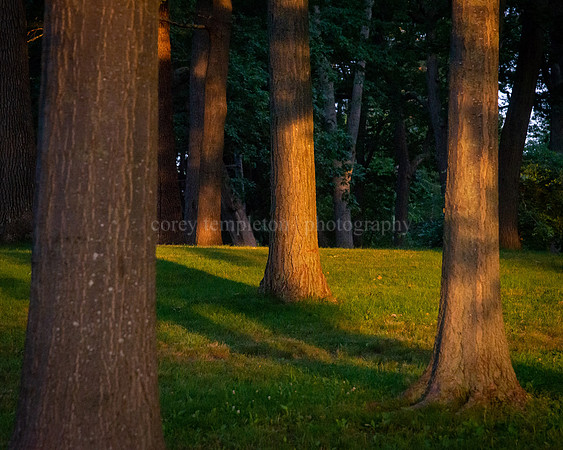 Morning Light on the Oak Trees in Deering Oaks Park
