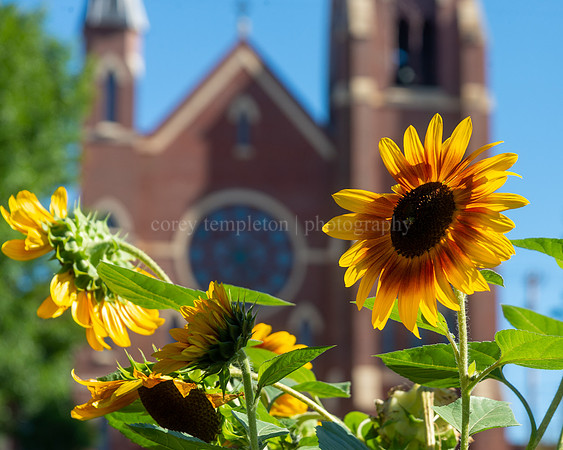 A Sunflower in the Boyd Street Gardens