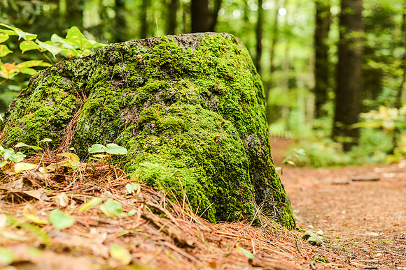 Stroudwater Trail
