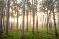 Baxter Woods Spring Morning Light 2