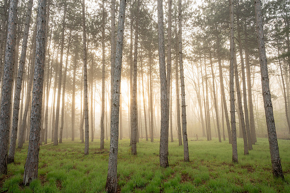 Baxter Woods Spring Morning Light 2