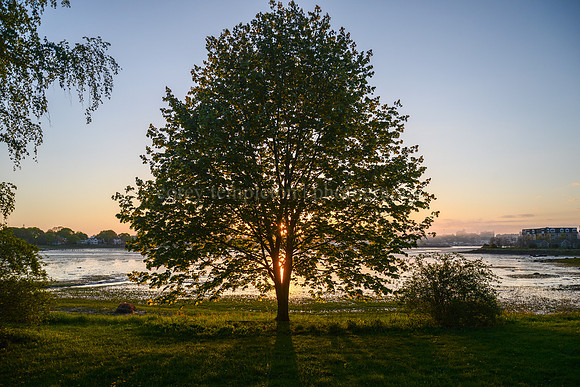 Sunset Tree