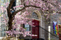 First Parish Church Tree Blossoms in Spring