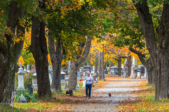 Eastern Cemetery, Autumn 2014
