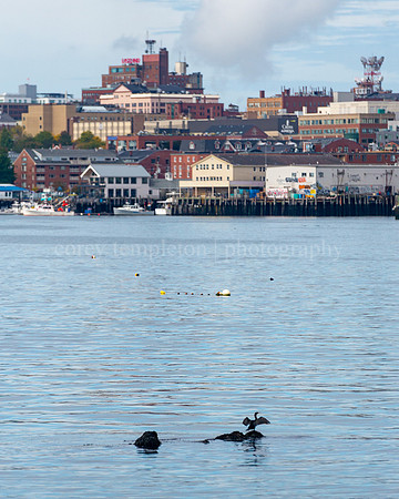 A Cormorant in front of the Portland Skyline