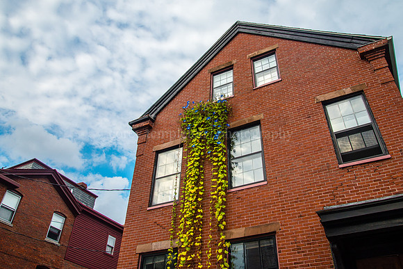 Morning Glories