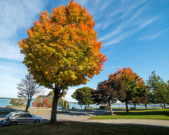 Eastern Prom Tree