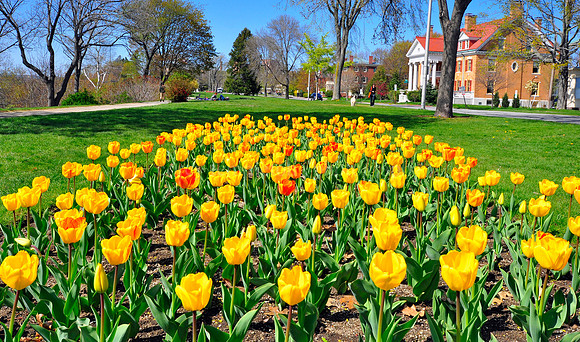 Western Promenade Tulips