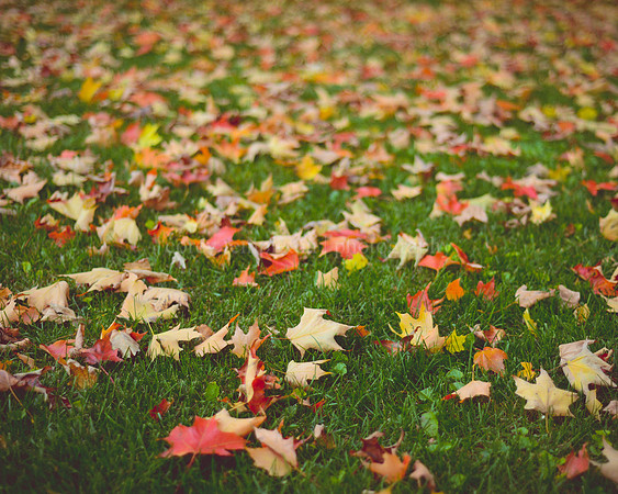 Goodbye Autumn