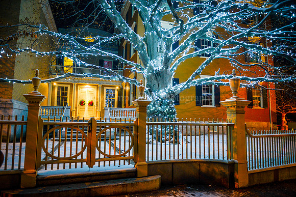 The Copper Beech Tree