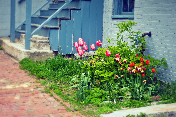 Waterville Street Sidewalk Garden