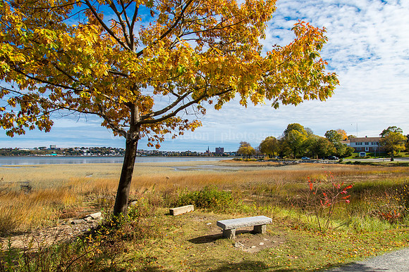 Back Cove View, Autumn 2014