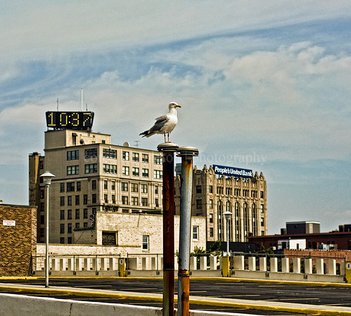 Time/Temp/Seagull