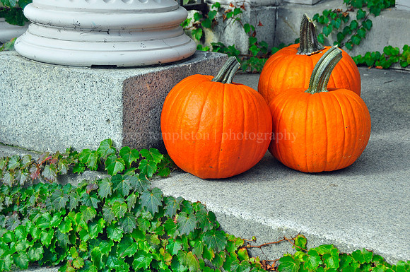 Three Pumpkins