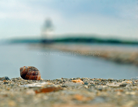 Spring Point Seashell