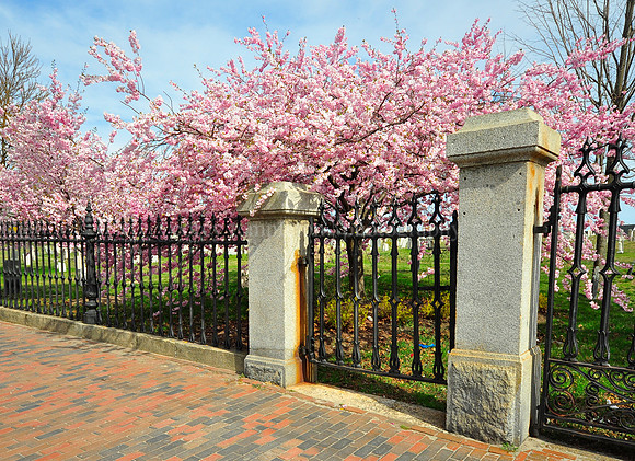 Eastern Cemetery Spring